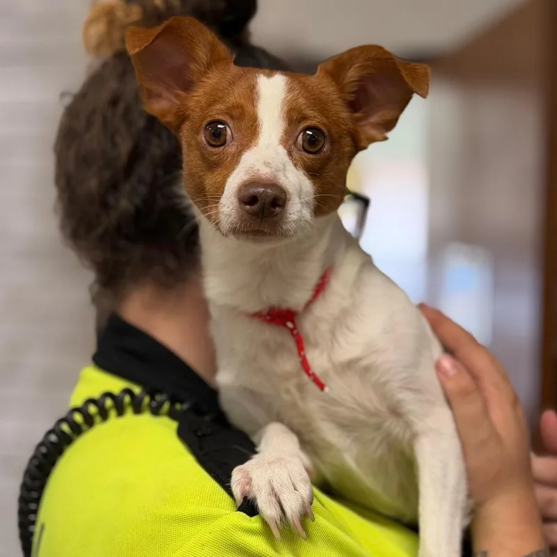 An adult small-sized male Terrier dog named James for adoption in Fort Smith, AR