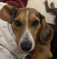 An adult small-sized female Tricolor (Brown, Black, & White) Beagle dog named Sally for adoption in Knoxville, TN