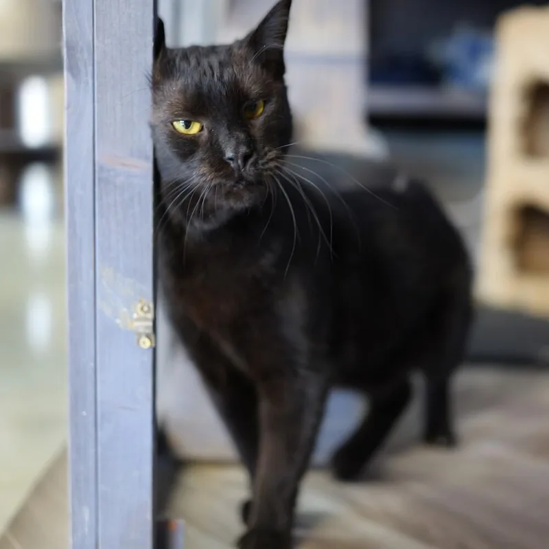 Sissy Cakes thumbnail 2