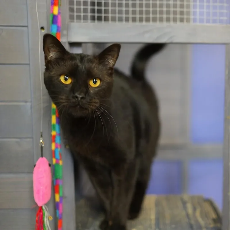 Sissy Cakes thumbnail 3