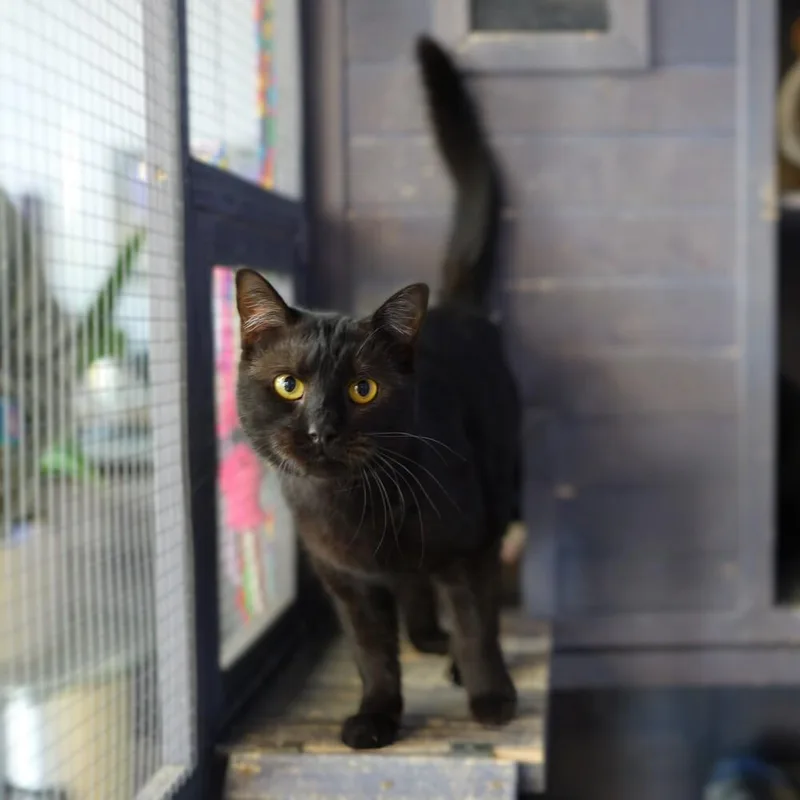 Sissy Cakes thumbnail 4