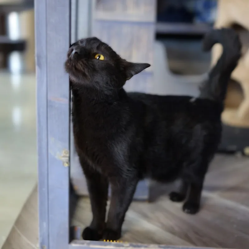 Sissy Cakes thumbnail 5