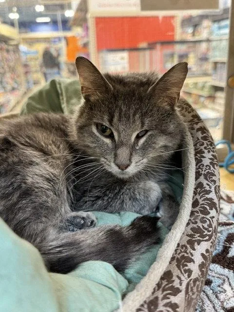 An adult medium-sized female Gray / Blue / Silver Domestic Short Hair cat named Josie for adoption in Wheaton, IL