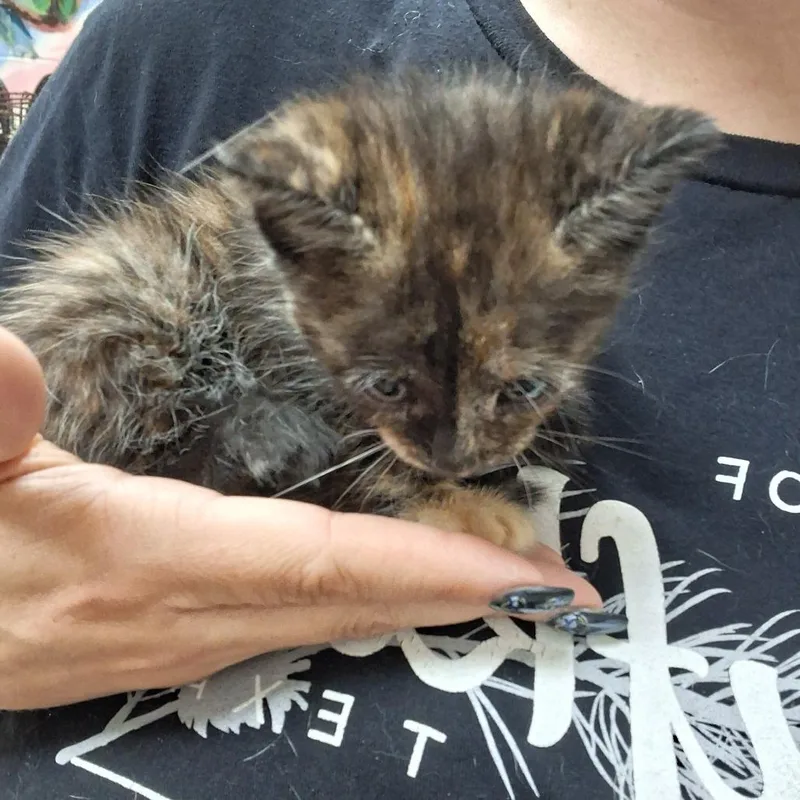 A baby small-sized female Tortoiseshell Domestic Short Hair cat named Godiva for adoption in Leander, TX