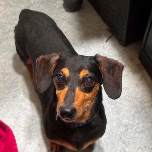 An adult small-sized male Dachshund dog named Wheaty for adoption in Washington DC, DC