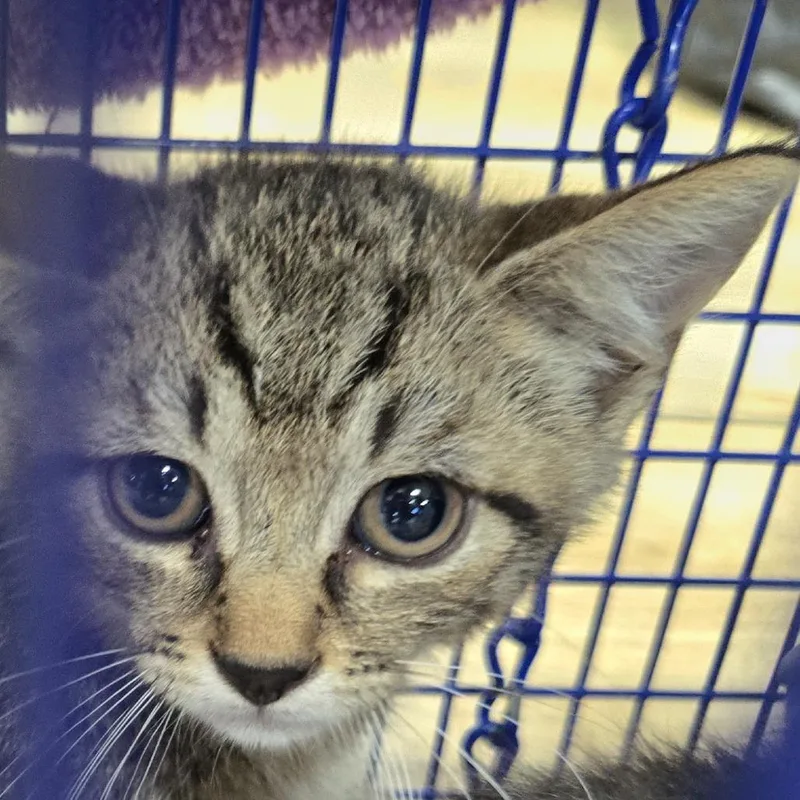 A baby small-sized male Brown / Chocolate Domestic Short Hair cat named Sparkler for adoption in Newark, NJ
