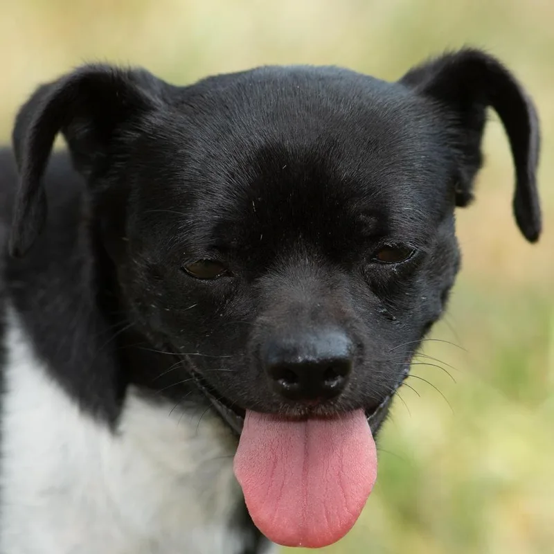 Checkers thumbnail 2