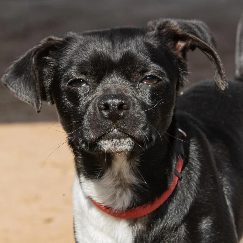 Checkers thumbnail 5