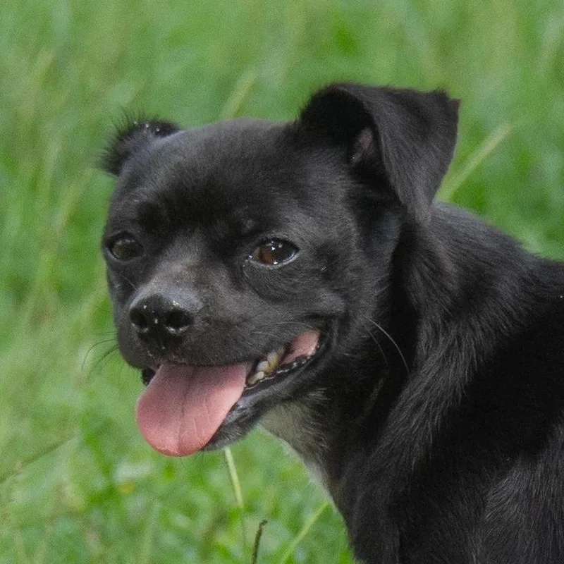 Checkers thumbnail 6