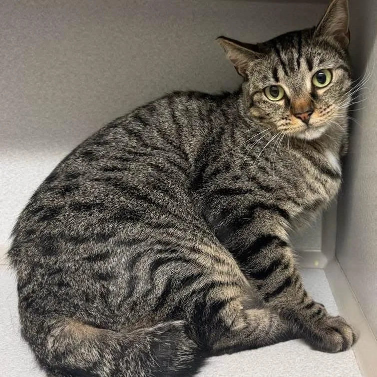 An adult medium-sized female Brown / Chocolate Domestic Short Hair cat named Key Lime for adoption in Austin, TX