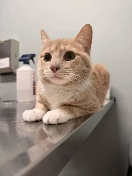 A young medium-sized male Orange & White Domestic Short Hair cat named Blondie for adoption in Annapolis, MD