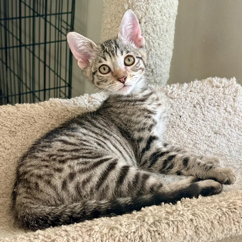 A baby small-sized female Brown / Chocolate Domestic Short Hair cat named Everleigh for adoption in Los Angeles, CA