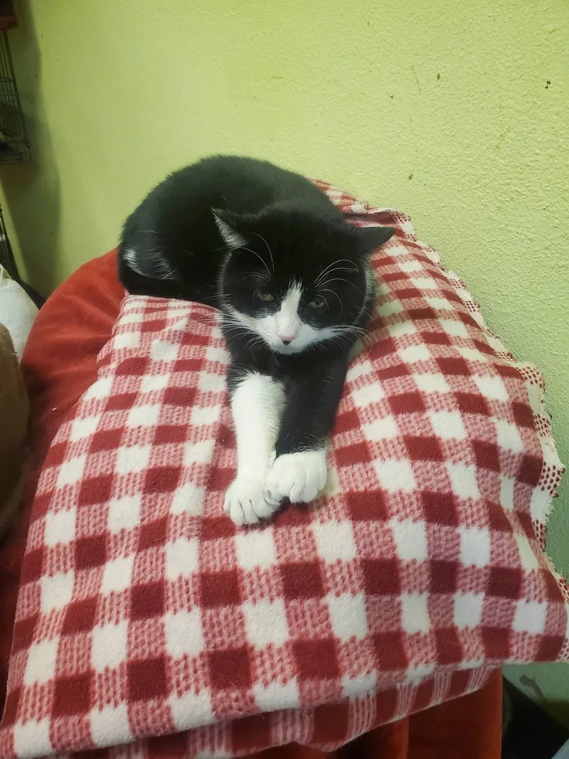 A young medium-sized male Black & White / Tuxedo American Shorthair cat named Sam for adoption in Tunica, MS