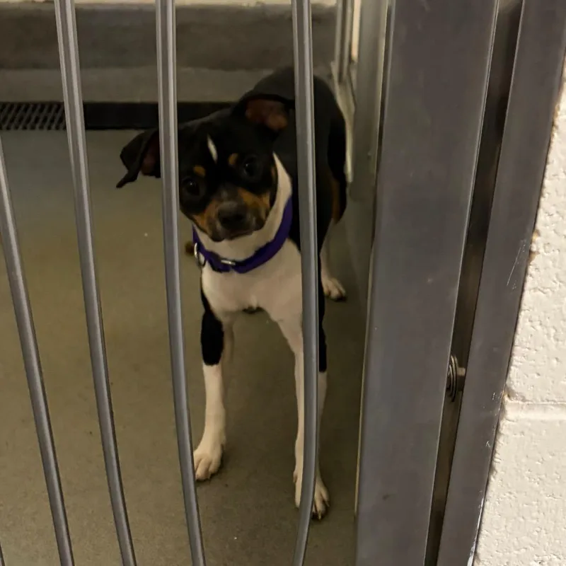 A young medium-sized male Black Mixed Breed dog named Lil Grunt for adoption in Pittsburgh, PA