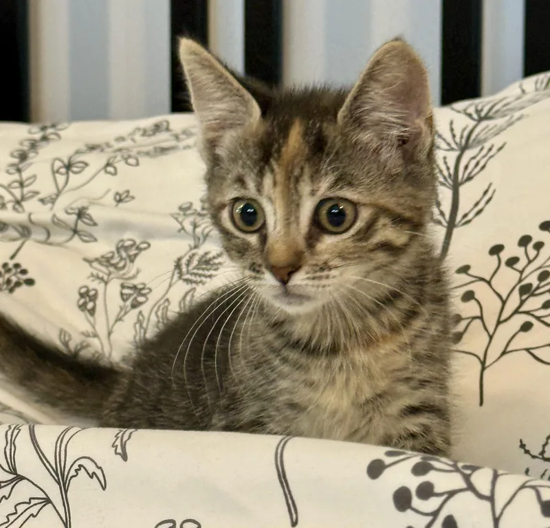 Meredith thumbnail 2