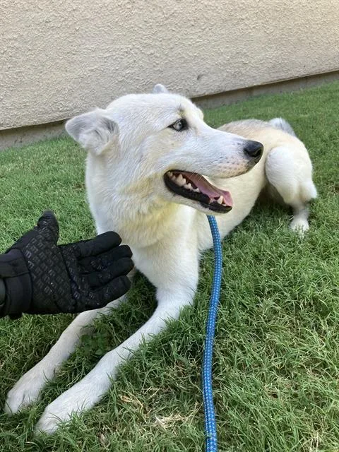 A young large-sized male Mixed Breed dog named Stefan for adoption in Dallas, TX