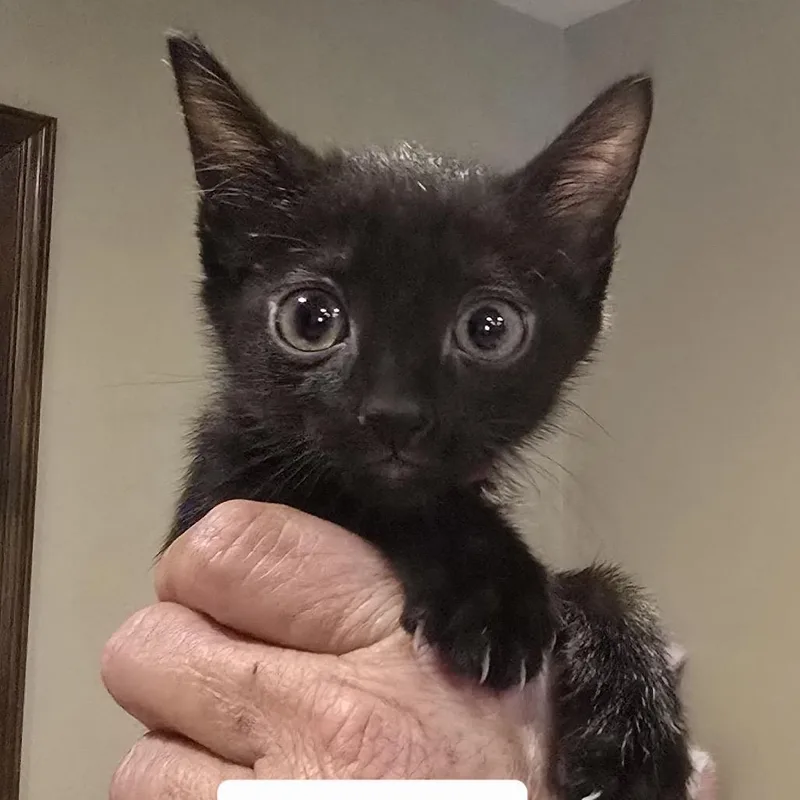 A baby small-sized female Black Domestic Short Hair cat named Mystique for adoption in Baytown, TX
