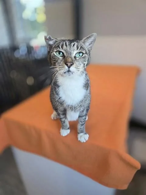 A senior large-sized male Domestic Short Hair cat named Jordan for adoption in Palmetto, FL