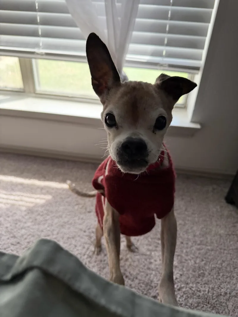 A senior small-sized male Bicolor Chihuahua dog named Petey for adoption in Austin, TX