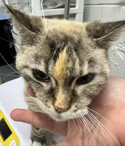An adult small-sized female Domestic Short Hair cat named Clove for adoption in West Chester, PA