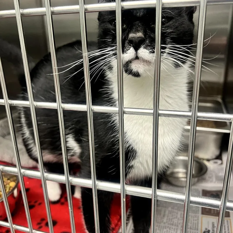 A young small-sized female Black Domestic Short Hair cat named Athena In Parsonsburg  for adoption in Alexandria, VA