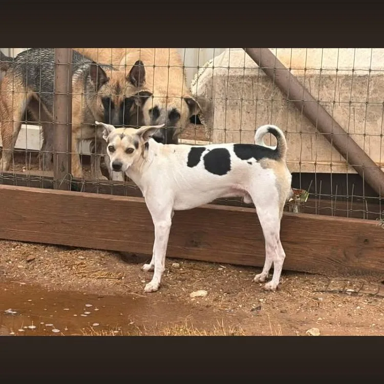 An adult small-sized male Terrier dog named Oreo for adoption in Paradise, TX