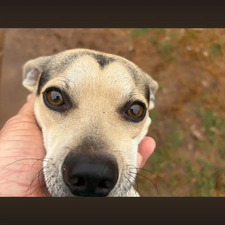 Oreo thumbnail 2