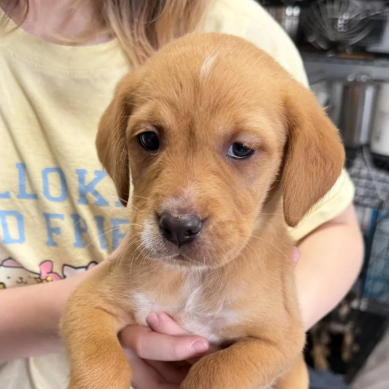 A baby small-sized female Yellow / Tan / Blond / Fawn Mixed Breed dog named Barbie for adoption in Rockville, MD