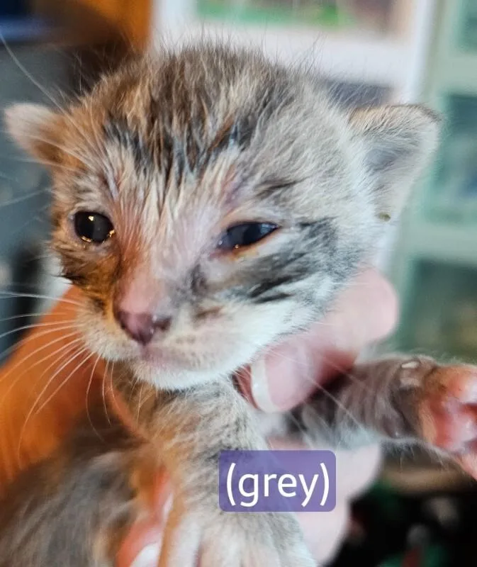 A baby medium-sized male Calico Tabby cat named Pickle for adoption in Kennewick, WA