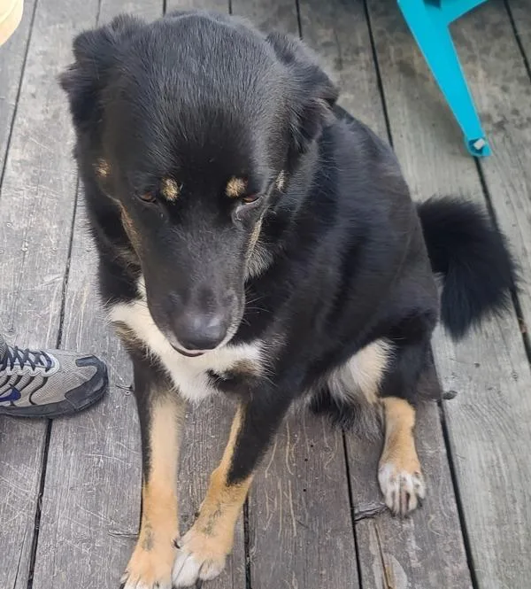 An adult medium-sized male Husky dog named Axel for adoption in Des Moines, IA