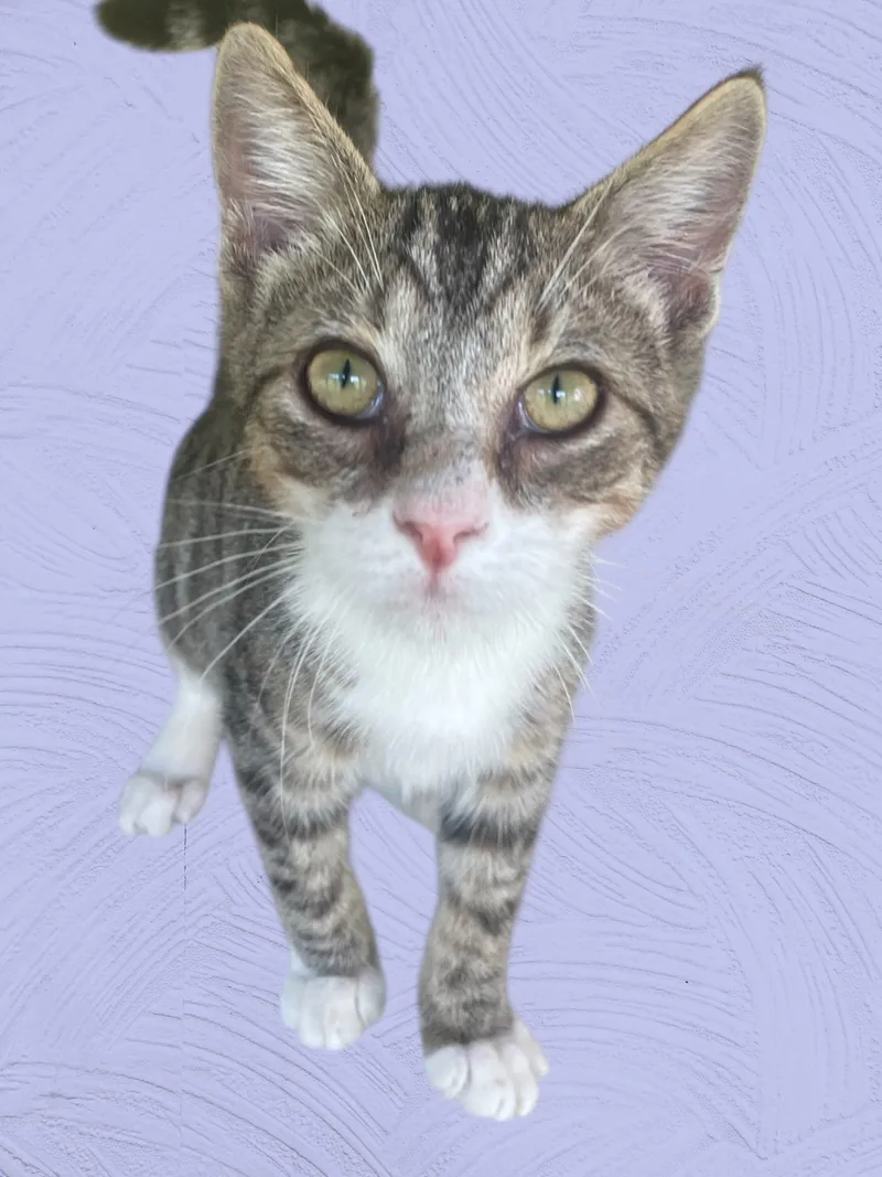 Cairo Nc thumbnail 2