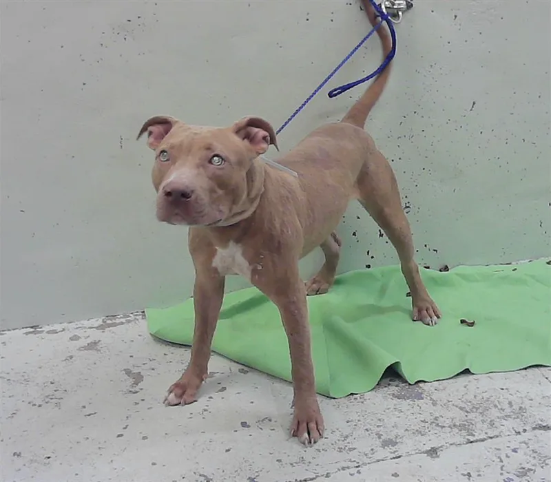 An adult large-sized female Staffordshire Bull Terrier dog named Farrah for adoption in Houston, TX