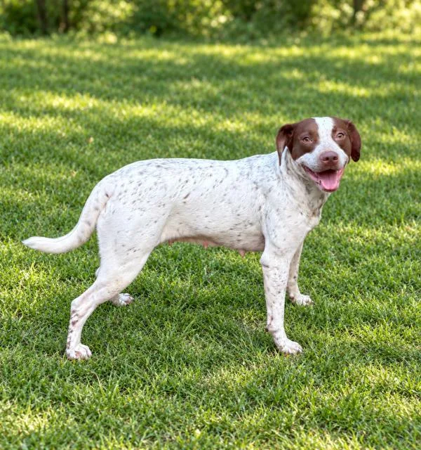 An adult medium-sized female Terrier dog named Maddie for adoption in eufaula, AL
