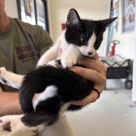 A baby small-sized female Gray / Blue / Silver Domestic Short Hair cat named Thin Mint for adoption in Wilmington, DE