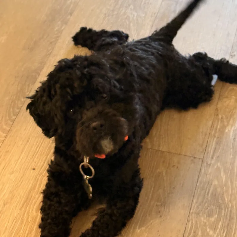 A baby small-sized male Black Miniature Poodle dog named Onyx for adoption in Charlotte, NC