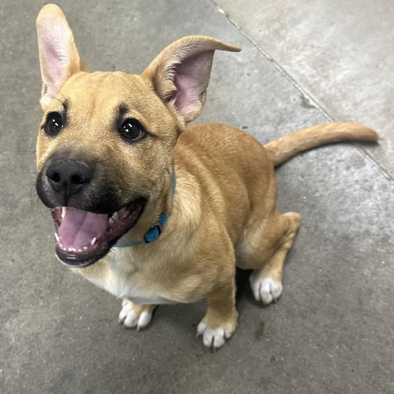A baby small-sized female Brown / Chocolate Shepherd dog named Cookie Cutter for adoption in Melbourne, KY