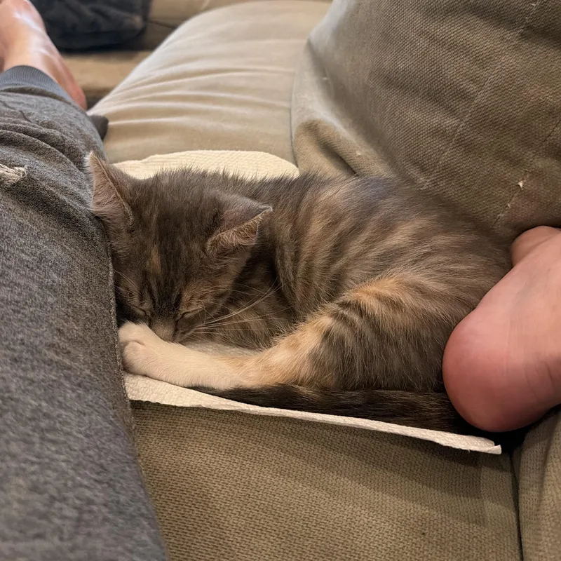 Maria Montessori thumbnail 3