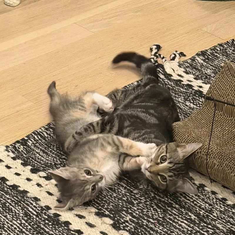 Maria Montessori thumbnail 4