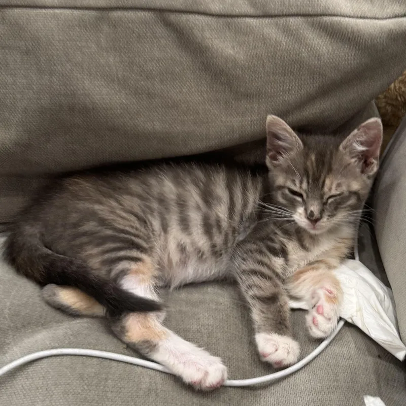 Maria Montessori thumbnail 5