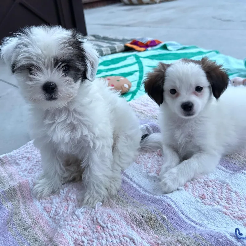 Pearl and Lily