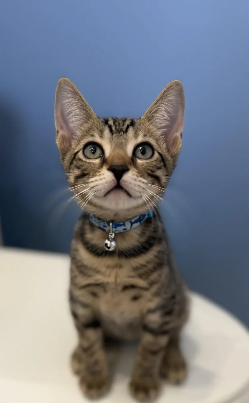 A baby small-sized male Domestic Short Hair cat named Mario for adoption in Orlando, FL