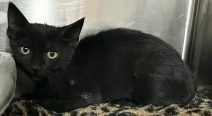 A young small-sized male Domestic Short Hair cat named Ricky for adoption in Phoenix, AZ