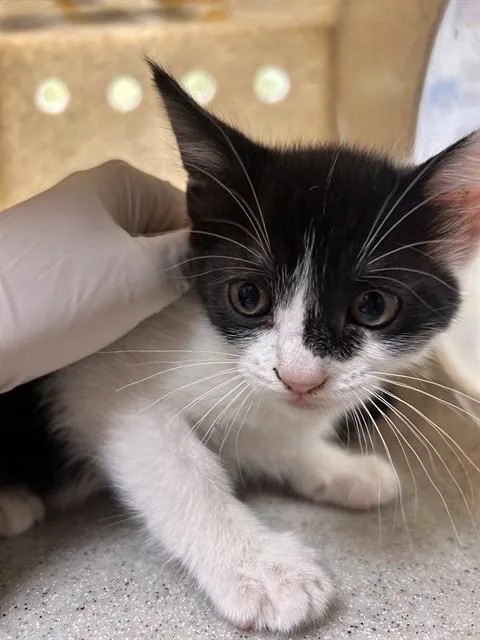 A baby small-sized female Domestic Short Hair cat named Panera for adoption in Riverside, CA