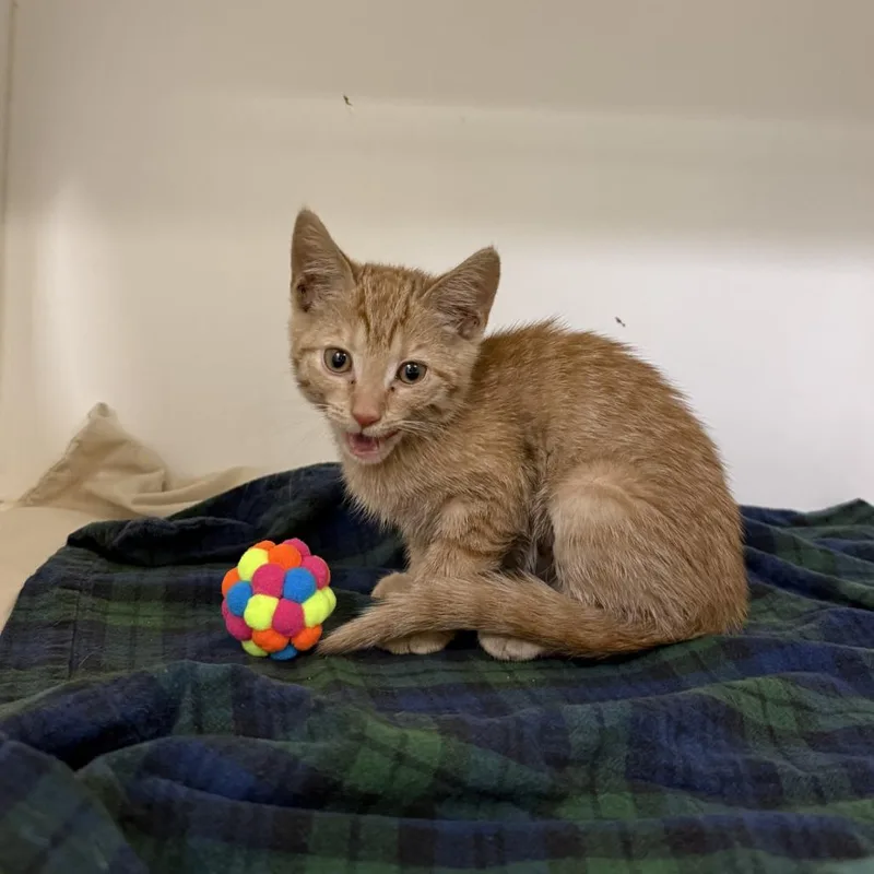 A baby small-sized female Orange / Red Domestic Short Hair cat named Gold Fish for adoption in Philadelphia, PA