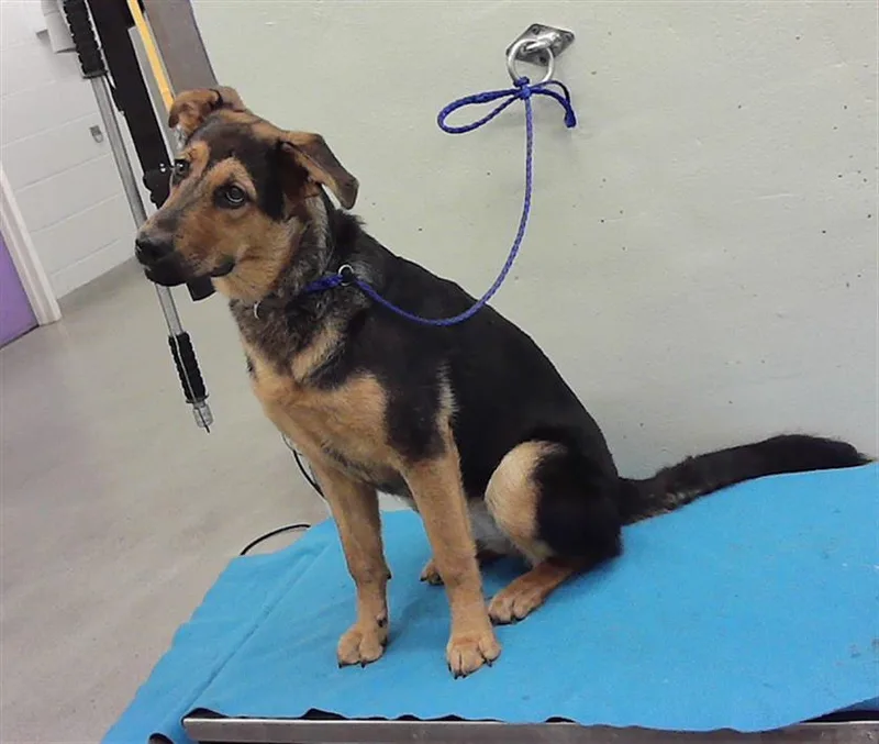 A young small-sized female German Shepherd Dog dog named Michelle for adoption in Houston, TX
