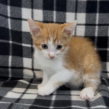 A baby small-sized male Domestic Short Hair cat named Thunder for adoption in Janesville, WI