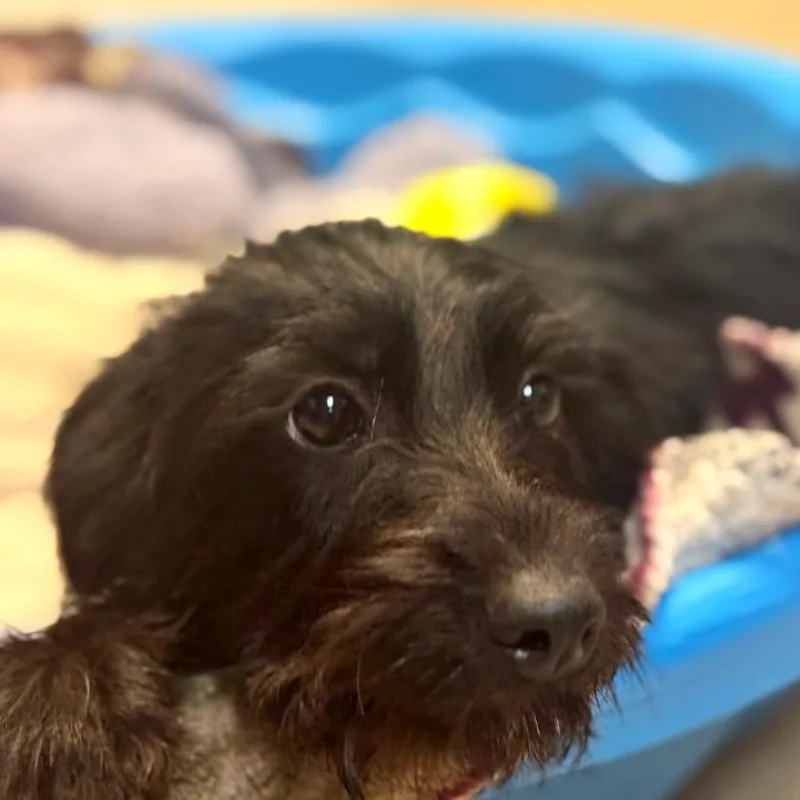 A baby medium-sized female Black Mixed Breed dog named Spain for adoption in Pekin, IL