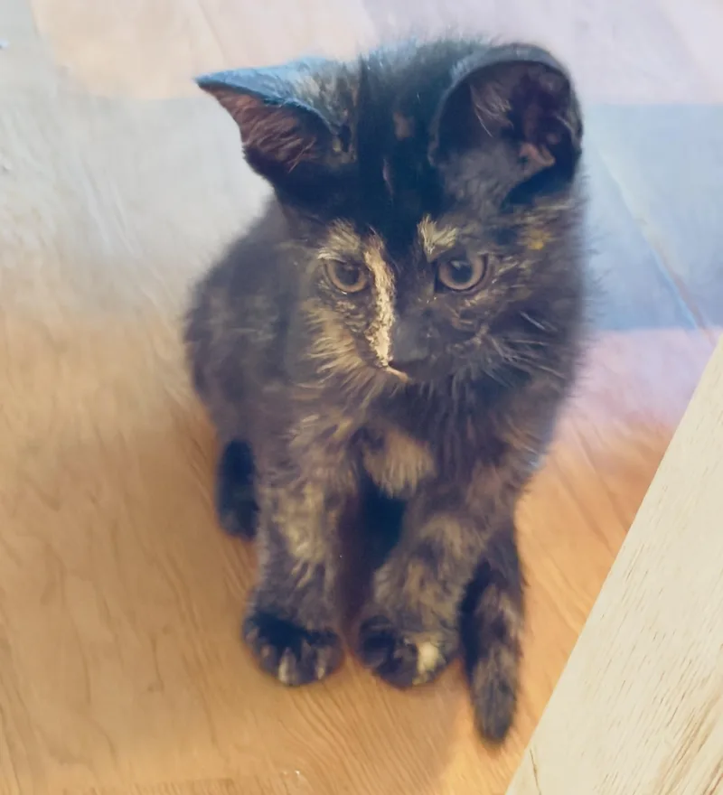 A baby medium-sized female Tortoiseshell Domestic Short Hair cat named Dana for adoption in Irvine, CA
