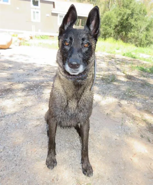 Kali