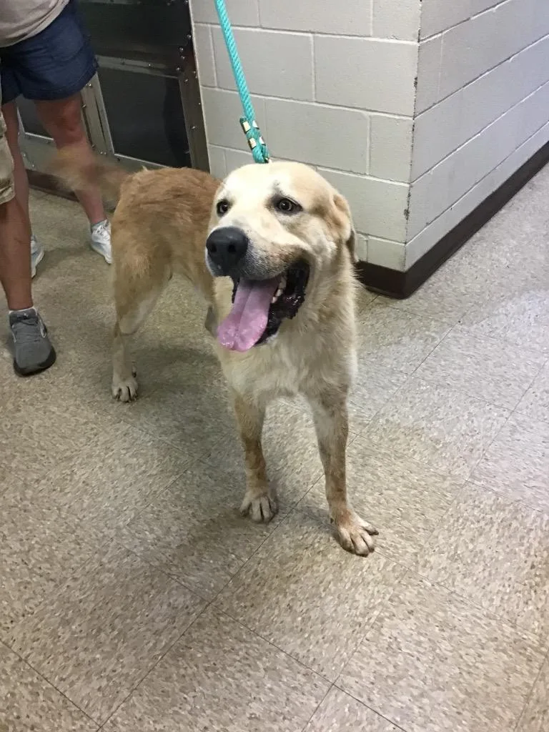 A young large-sized male Great Pyrenees dog named Clyde for adoption in Nacogdoches, TX